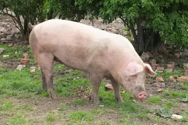 风水传说_猪来穷狗来富猫来头上顶白布 风水传说_猪来穷狗来富猫来头上顶白布