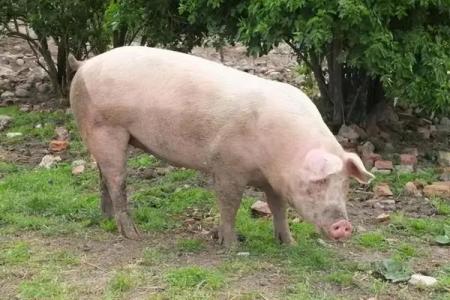 风水传说_猪来穷狗来富猫来头上顶白布