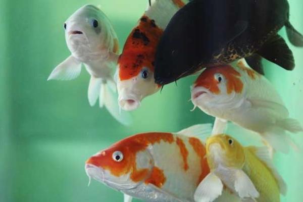 锦鲤风水_锦鲤养13条是什么意思