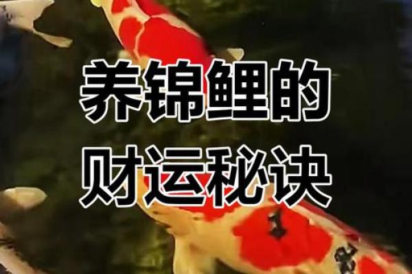 锦鲤风水_锦鲤养13条是什么意思