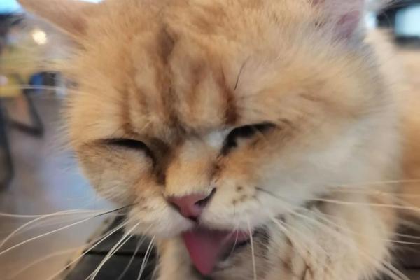 养黄猫的风水 家里养二只猫风水好不好