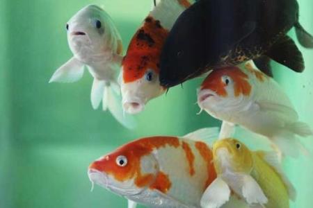 锦鲤风水_锦鲤养13条是什么意思