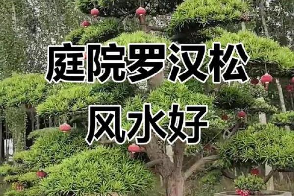 院子的风水_风水庭院种什么花好