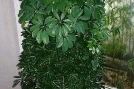 横财风水：财位适宜摆放的花卉