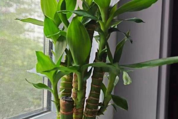 风水上富贵竹养多少颗比较旺财