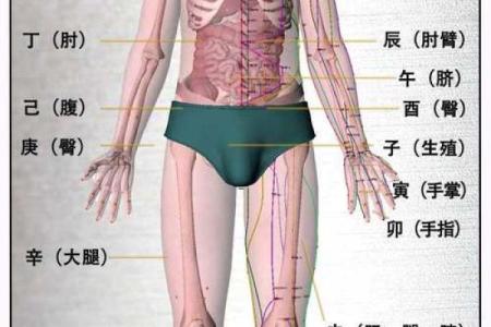 八字干支身体部位对照表