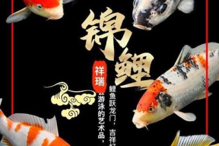 属鸡的家里养什么样子的风水鱼好？