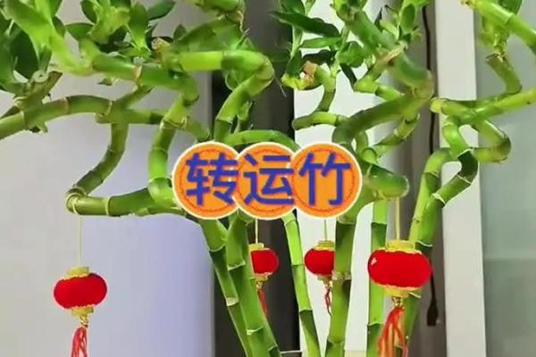 家庭风水家里种黄金竹好吗招财聚宝