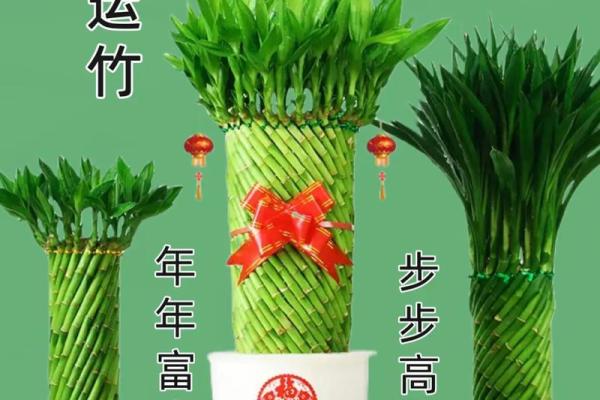 家庭风水家里种黄金竹好吗招财聚宝
