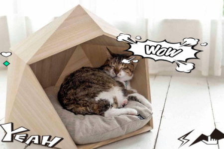 风水：家中这方位不宜安置宠物