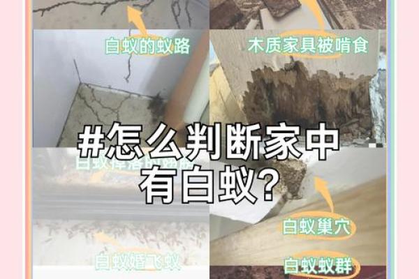 家里风水_家里突然出现多个潮虫是什么征兆