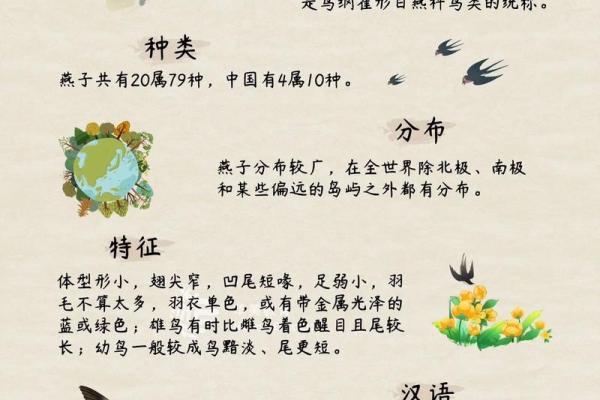 专挑富贵人家筑巢,燕子看风水 专挑富贵人家筑巢,燕子看风水