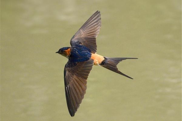 专挑富贵人家筑巢,燕子看风水 专挑富贵人家筑巢,燕子看风水