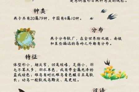 专挑富贵人家筑巢，燕子看风水