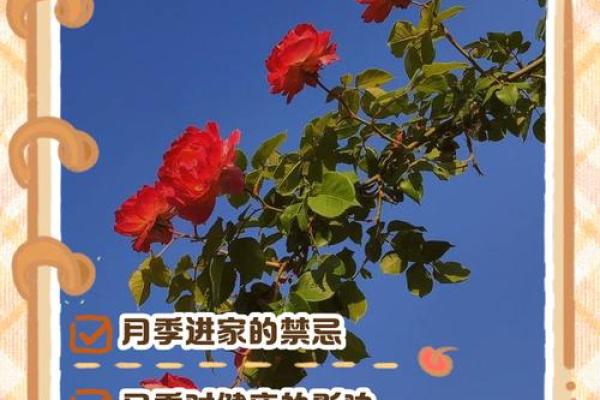 种满月季的房子风水好吗