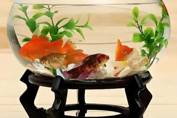 家中养鱼6大风水禁忌客厅鱼缸怎么摆放旺财示意图