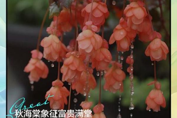 海棠花风水_家里养海棠花好吗
