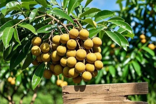 家里种龙眼树影响风水 家里种龙眼树影响风水嘛
