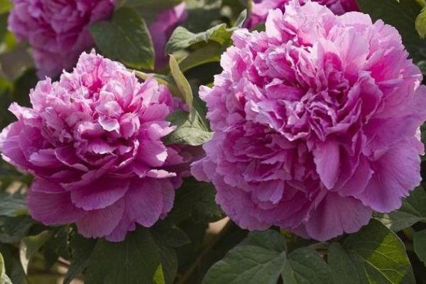 月老灵签生肖排行榜最新