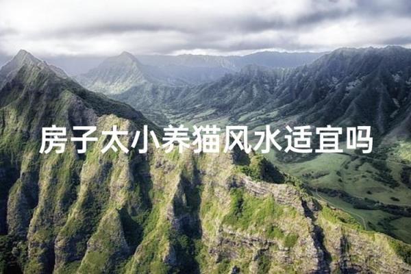 什么房子养猫更好风水好的 什么房子养猫更好风水好的