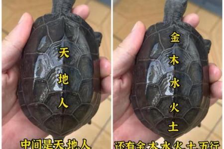 风水的方位_乌龟代表哪个方向