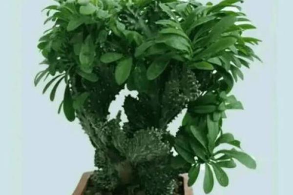 风水什么花招财又旺宅好养吉祥植物