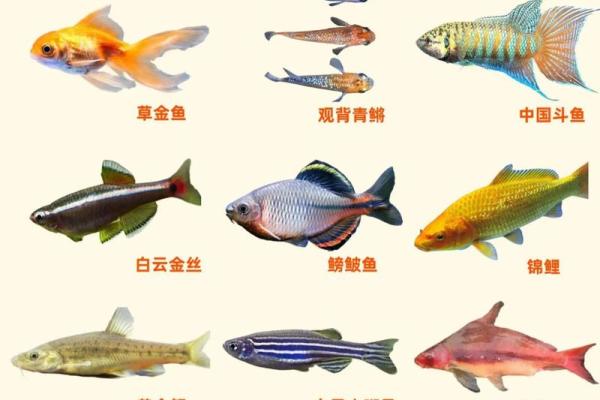 风水鱼养多少条比较好？