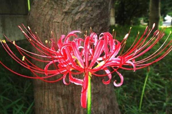 传统风水10种招鬼的花千万不能摆放在家里