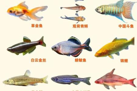 风水鱼养多少条比较好？