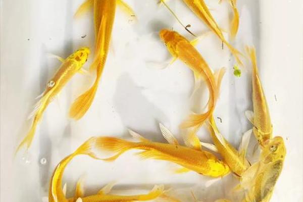 风水鱼的种类大全 风水鱼的种类大全