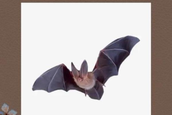 蝙蝠飞进家里好吗风水预示什么老人去世吗