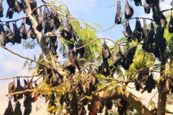 蝙蝠飞进家里好吗风水预示什么老人去世吗