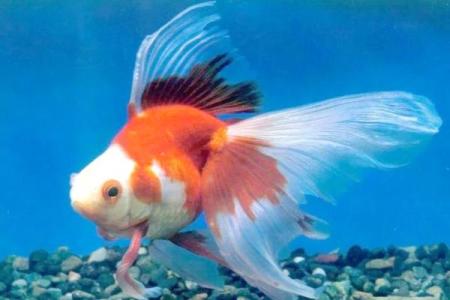 风水鱼的种类大全
