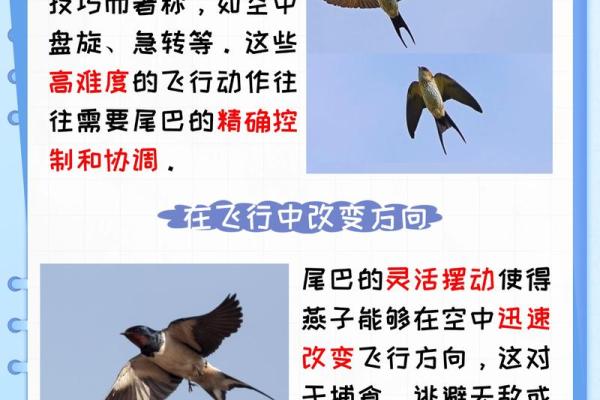 燕子科学风水 燕子科学风水