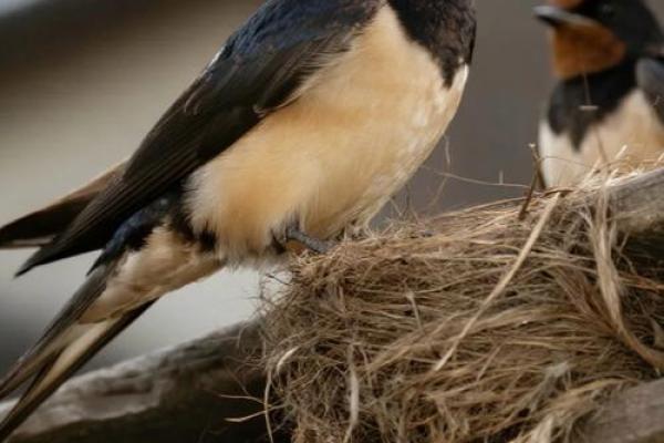 燕子科学风水 燕子科学风水