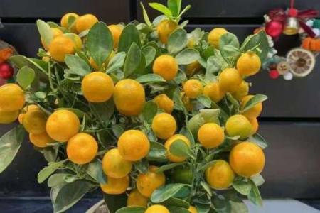 招财风水之招财的水果有哪些 你都见过吗