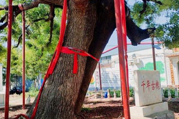 萧县南关老槐树算命