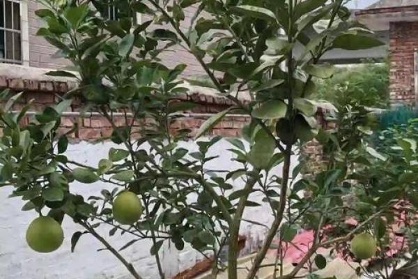 房子屋顶能种柚子树吗风水