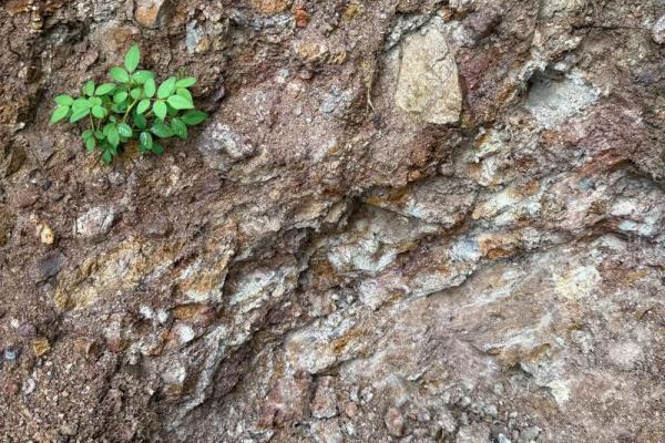 种生基一般风水师收多少钱 种风水师收多少钱