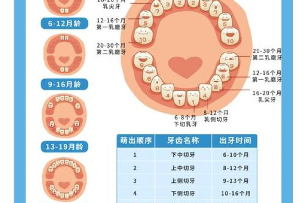 牙齿数量算命，牙齿算命图解