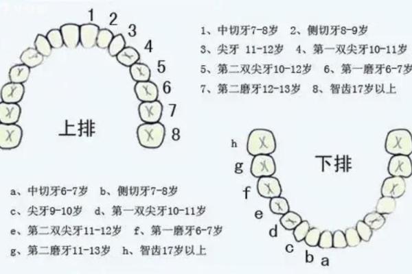 牙齿数量算命，牙齿算命图解