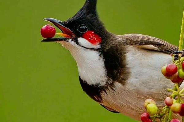 鸟儿算命图片大全
