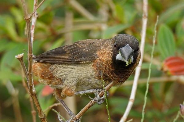 鸟儿算命图片大全