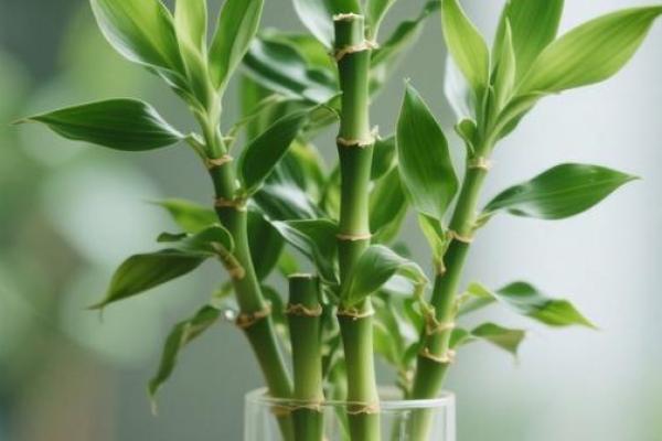 家中养富贵竹风水有讲究