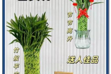 家中养富贵竹风水有讲究