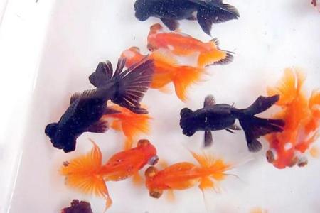 风水鱼的摆放，风水鱼摆放鱼头朝里还是朝外好