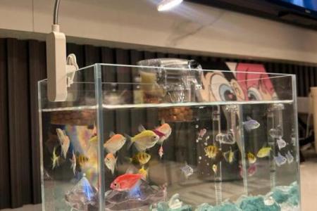 金鱼缸风水尾数功能鱼算不