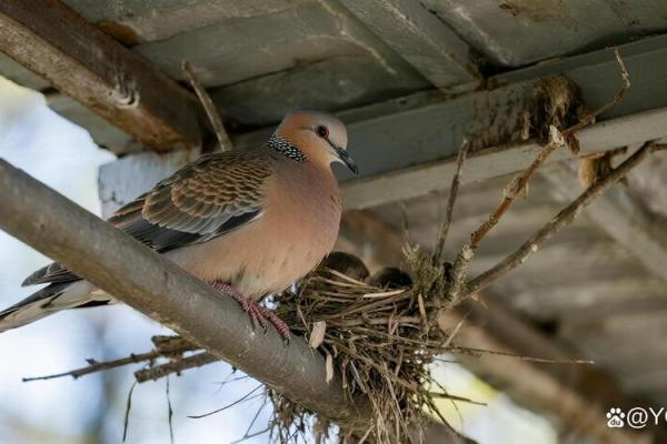 斑鸠的风水作用