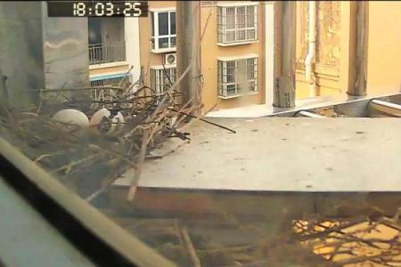 斑鸠的风水作用