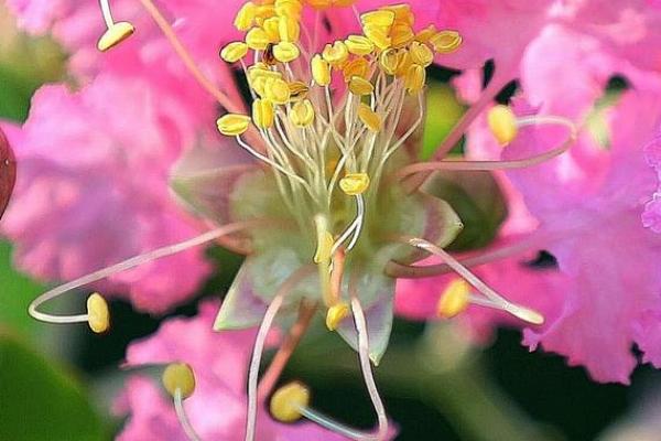 梦到紫薇星是什么意思